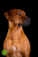 20160910-ferdinand 1